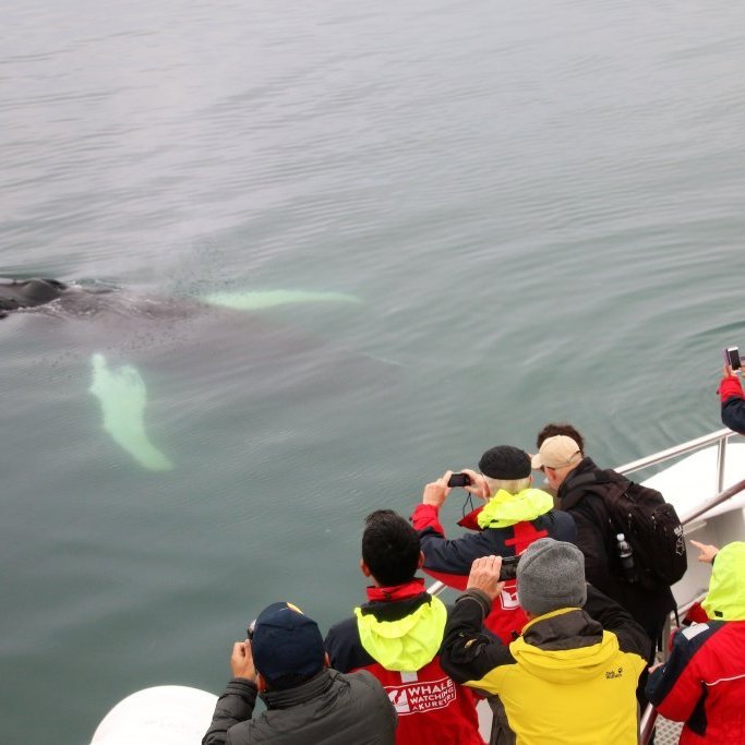 akureyri-whale-watching-4-2017_08_25_0900_hol_babsi-53