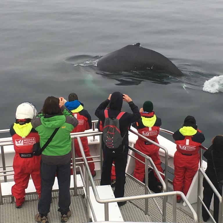 akureyri-whale-watching-5-2017_10_01_0900_hol_manu8