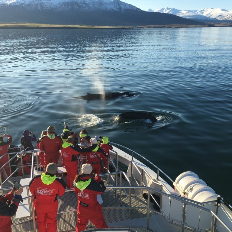 akureyri-whale-watching-6-2017_10_16_1300_hol_manu17
