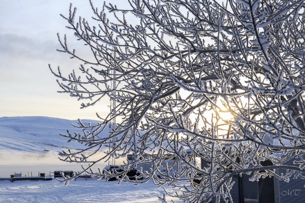 Frosty rime