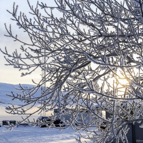 Frosty rime