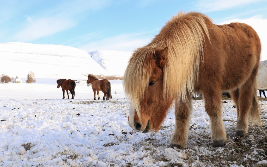 Icelandic horses warm winter coat Visit Akureyri