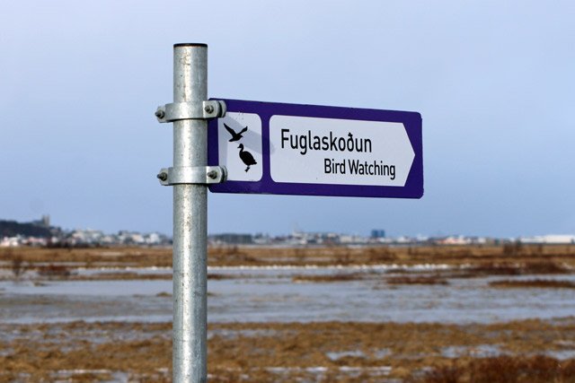 Bird Watching in Akureyri.