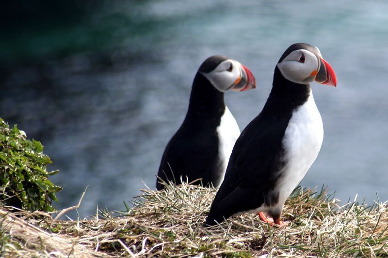 Puffins on Grímsey Island