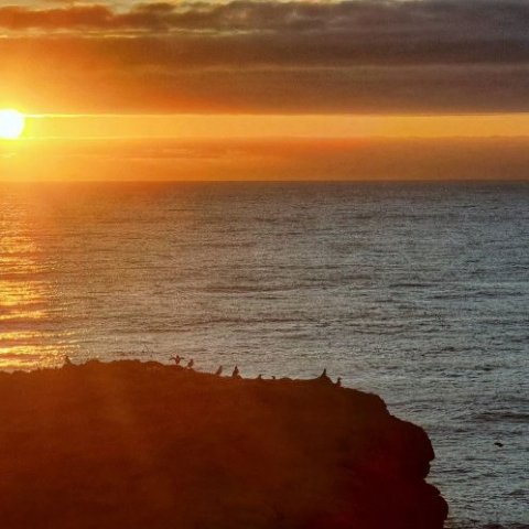 Puffin sunset.jpg