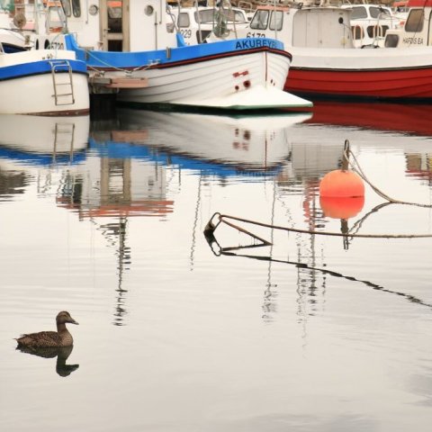 Eider duck