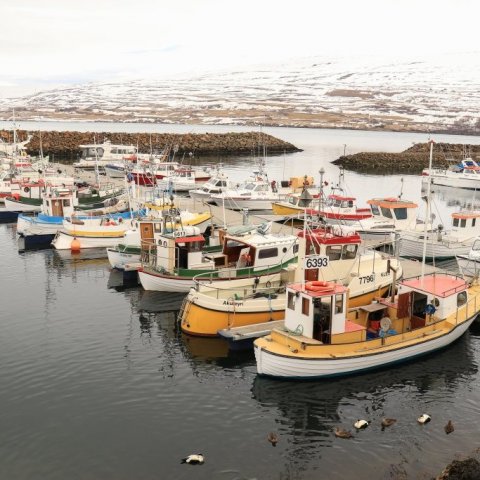 Small boat harbor 6