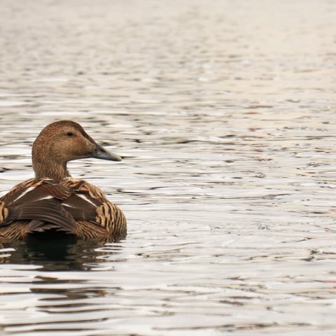 Eider