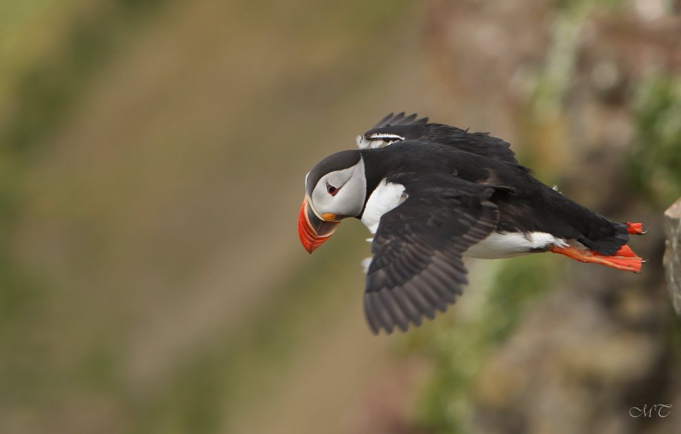 Photo: María H. Tryggvadóttir