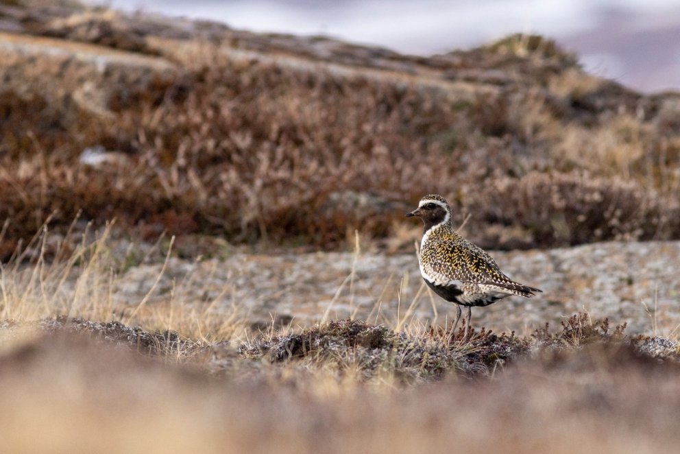 Photo: María H. Tryggvadóttir