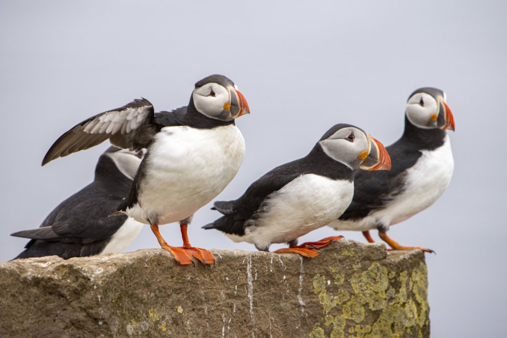 Photo: Puffins in Grímsey, captured by María H. Tryggvadóttir