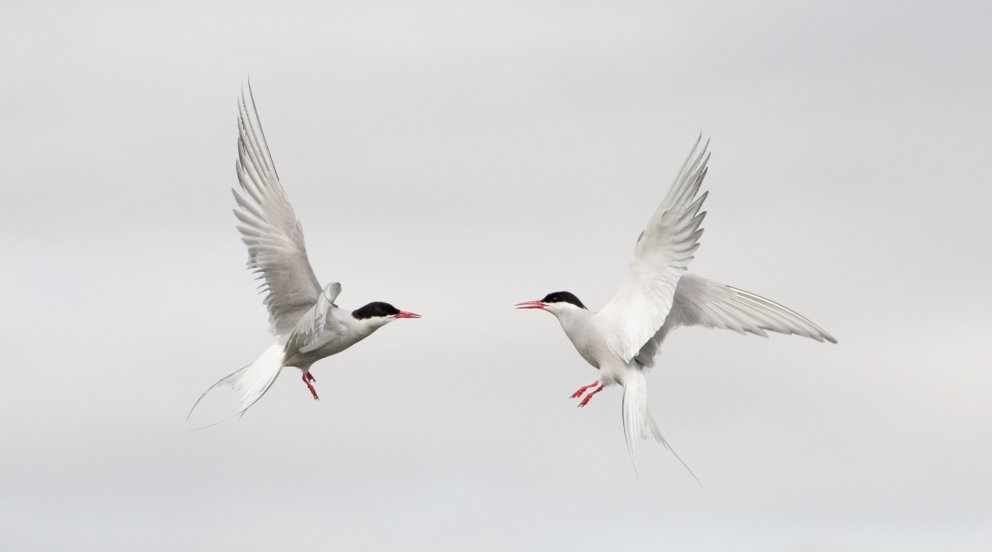 Photo: Eyþór Ingi Jónsson