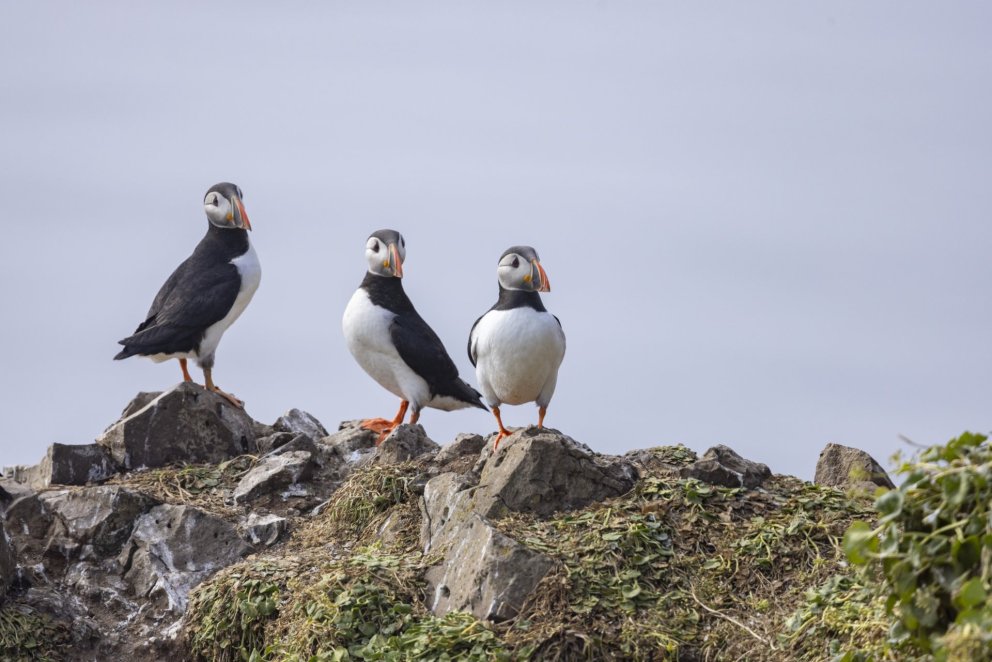Puffins in Grímsey. Photo María H. Tryggvadóttir