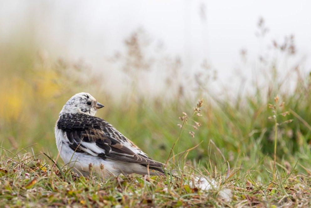 Snow bunting in summer plumage in Grímsey. Photo by María H. Tryggvadóttir
