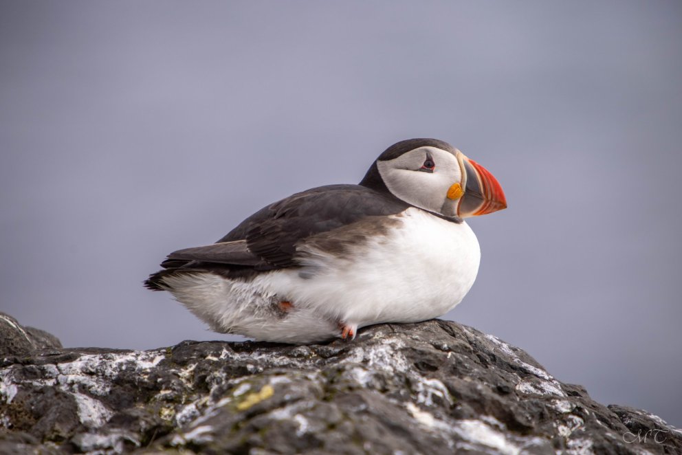 Photo: María H. Tryggvadóttir