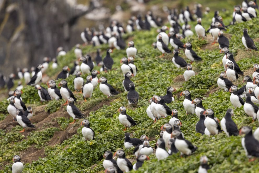 Mynd: María H. Tryggvadóttir