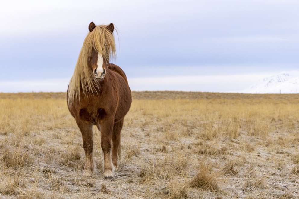 An Icelandic horse - usually seen outside the whole year but they grow a thick fur which protects th…