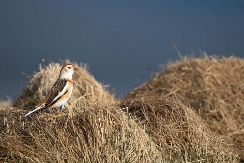 Photo: @arielle.lokadottir