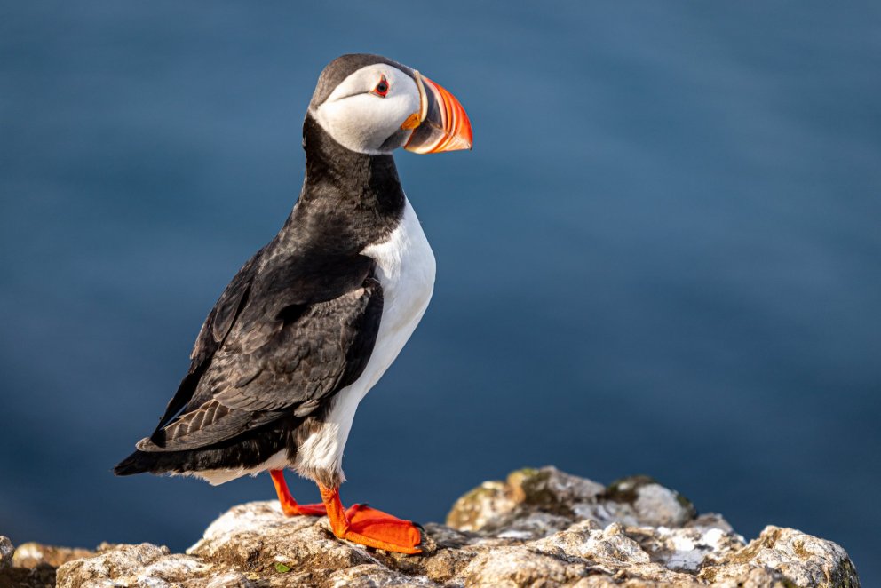 Photo: Kristófer Knutsen