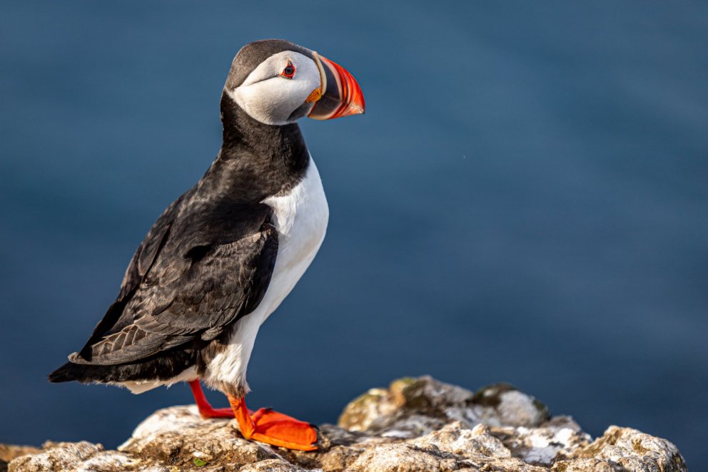 Photo: Kristófer Knútssen