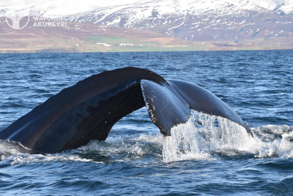 Photo: Akureyri Whale Watching