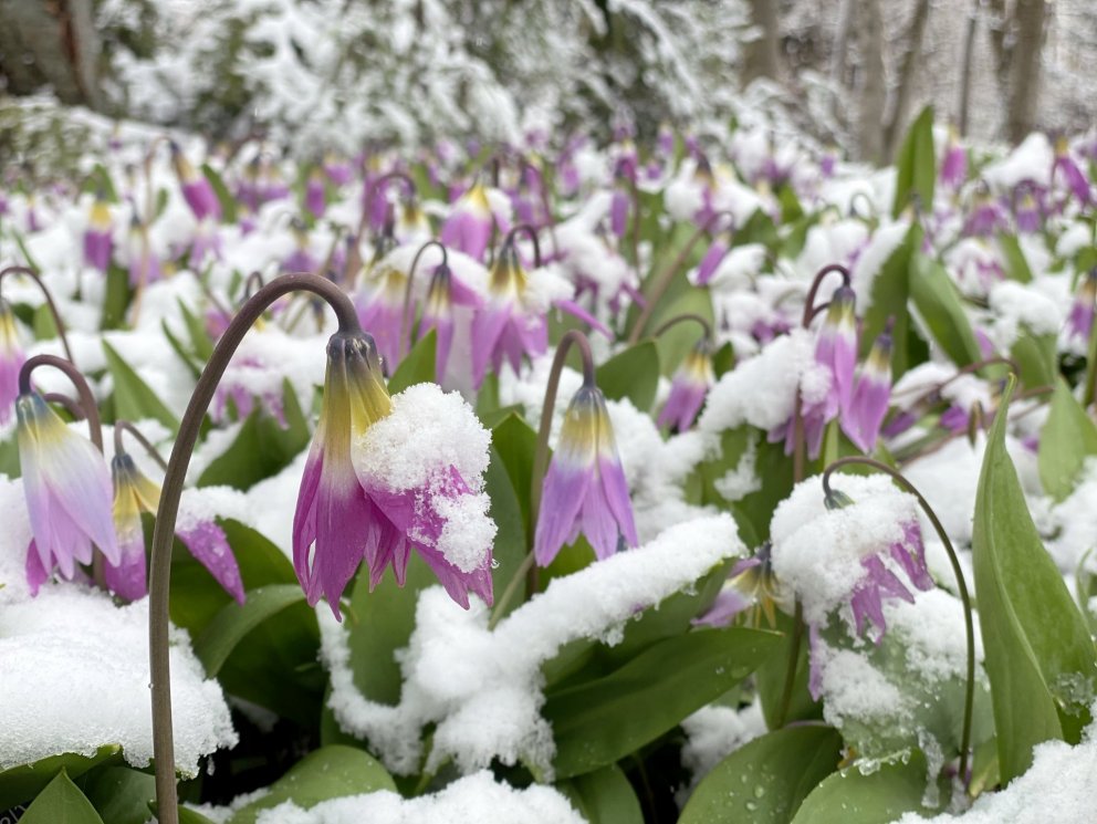 Photo: María H. Tryggvadóttir