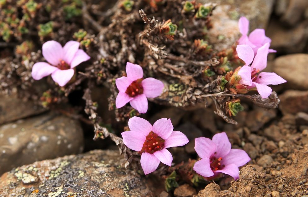 The purple mountain saxifrage (saxifraga oppositifolia) is the first flower to bloom in the Icelandi…