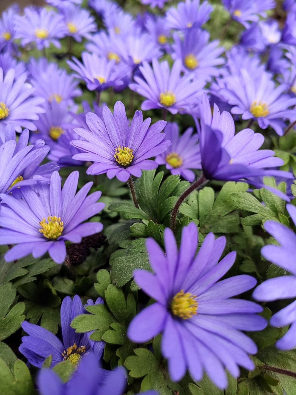 Photos from the Botanical gardens in Akureyri taken by Oksana Chychkanova