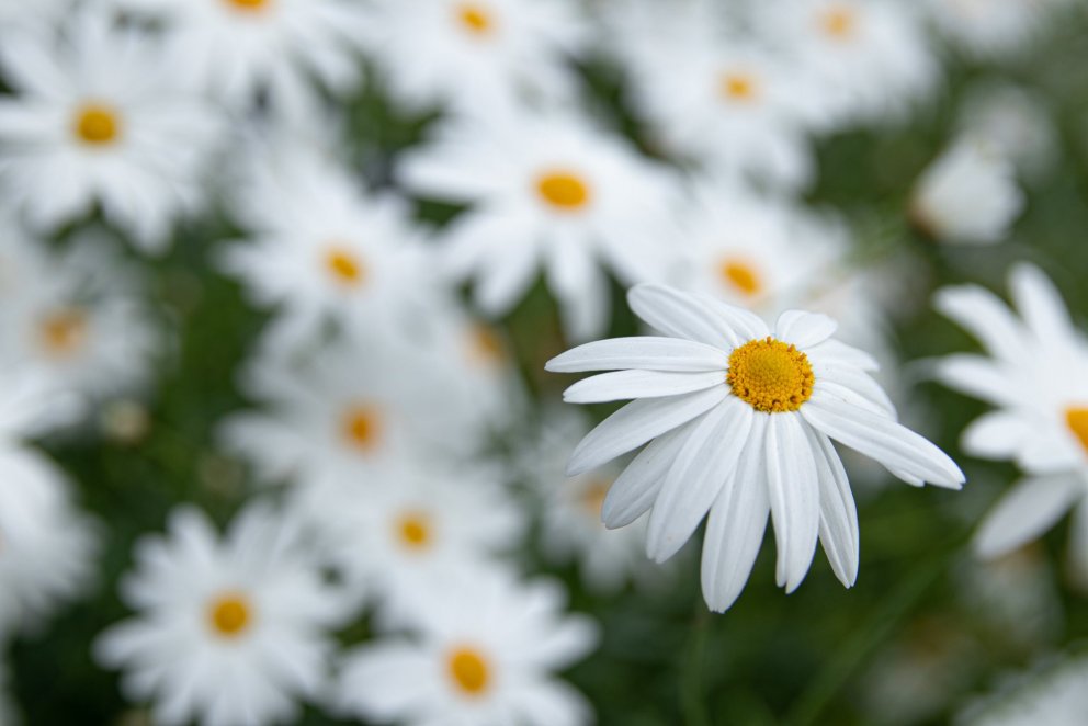 Photos: María H. Tryggvadóttir