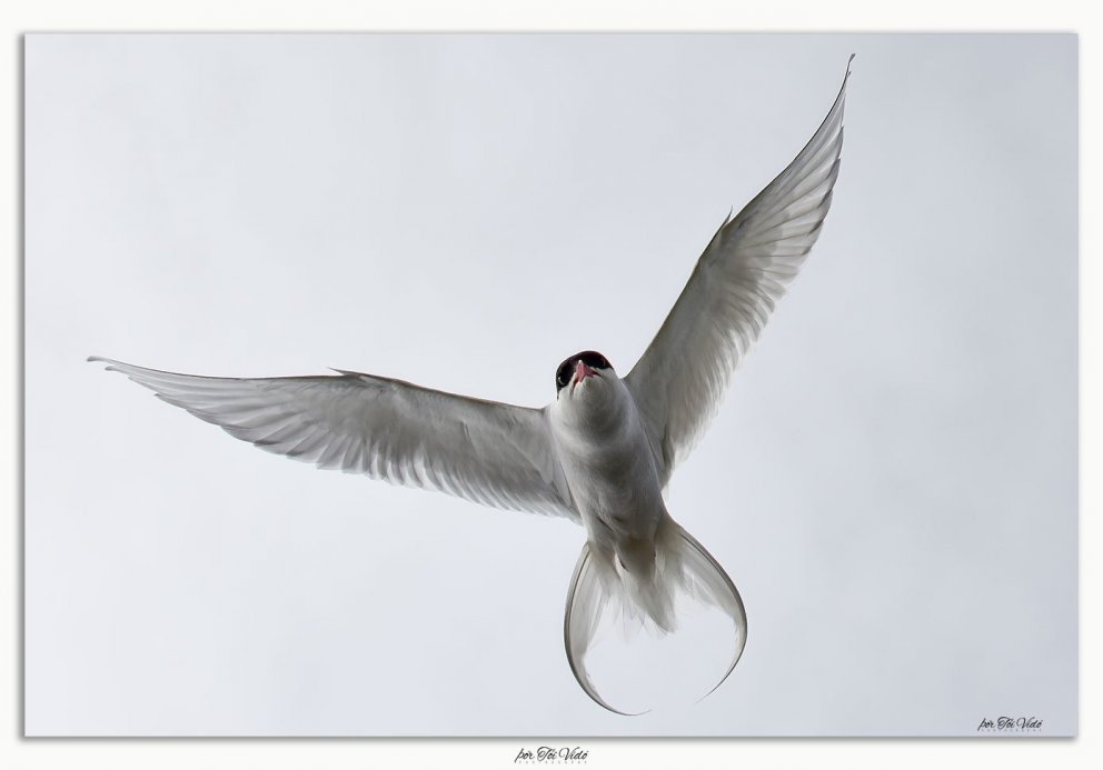 Arctic Tern