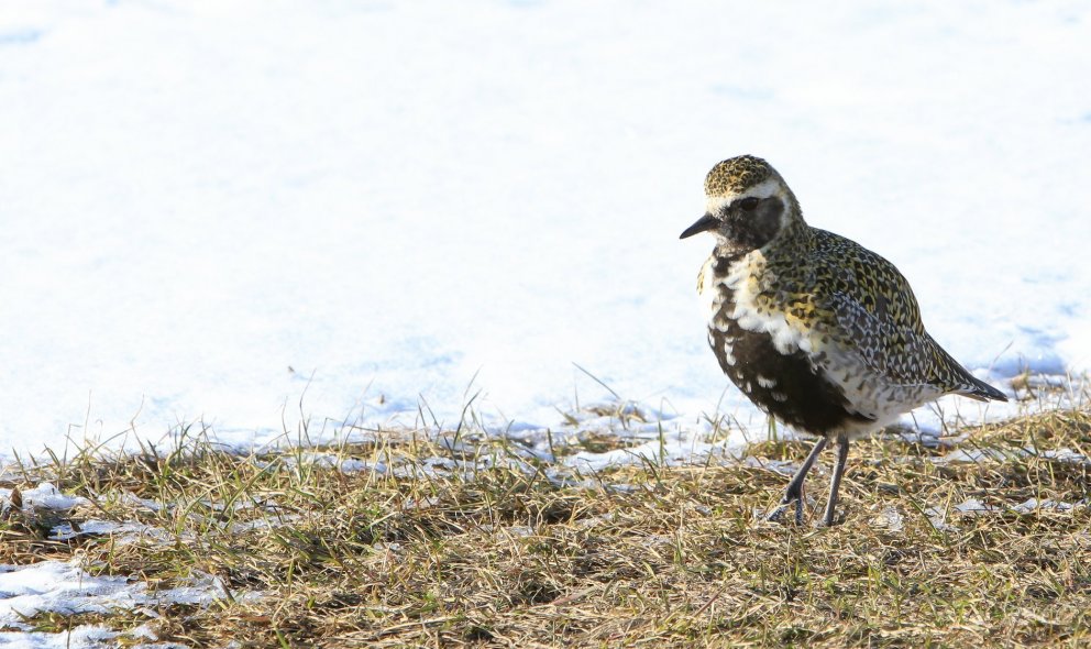 Photo: María H. Tryggvadóttir