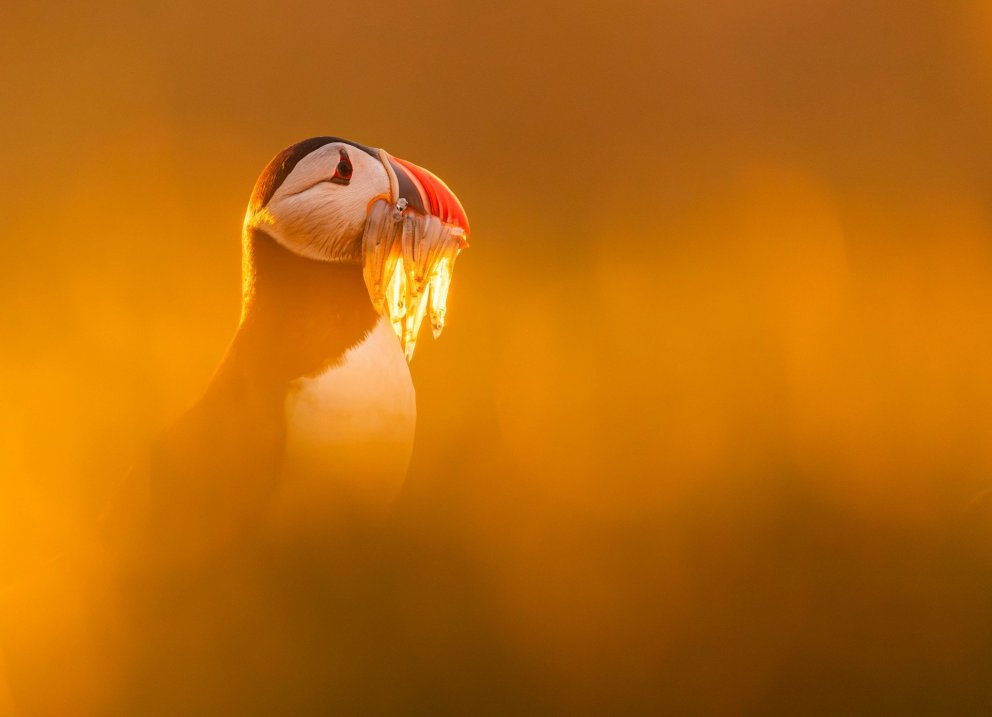 Photo: David Gibbon (@davidgibbonphotography)