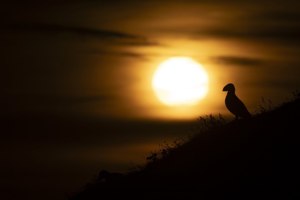 Through the Eyes of a Guest