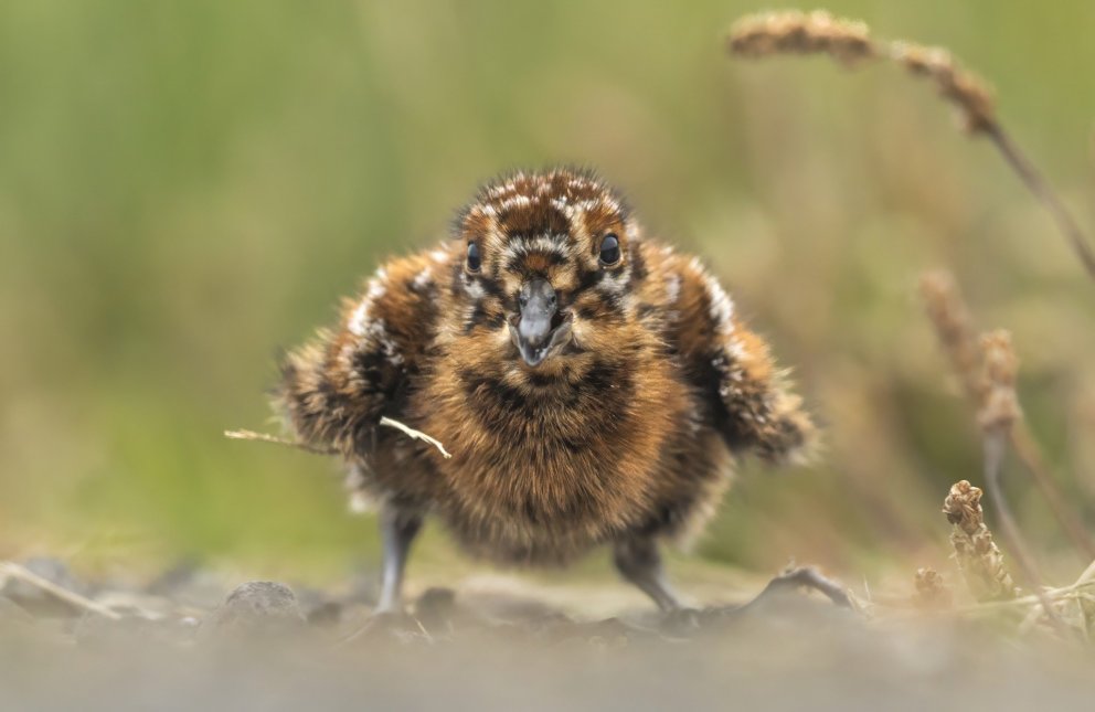 Thanks to @davidgibbonphotography for sharing this beautiful photo from the start of an extraordinar…