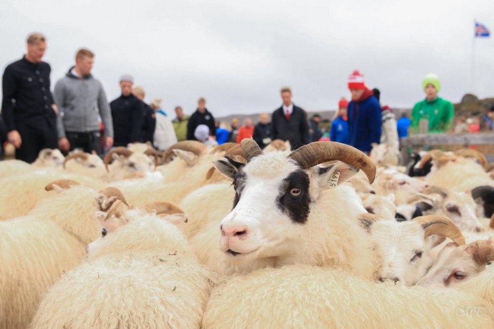 Autumn Sheep and Horse roundups (réttir)