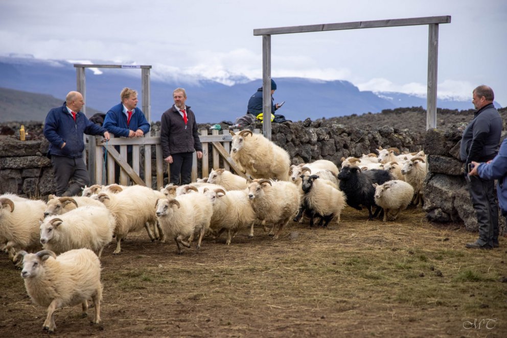 Photo: María H. Tryggvadóttir