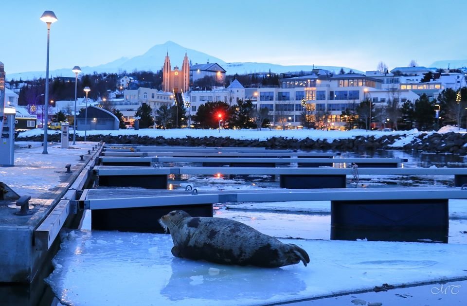 Photo: María Tryggvadóttir