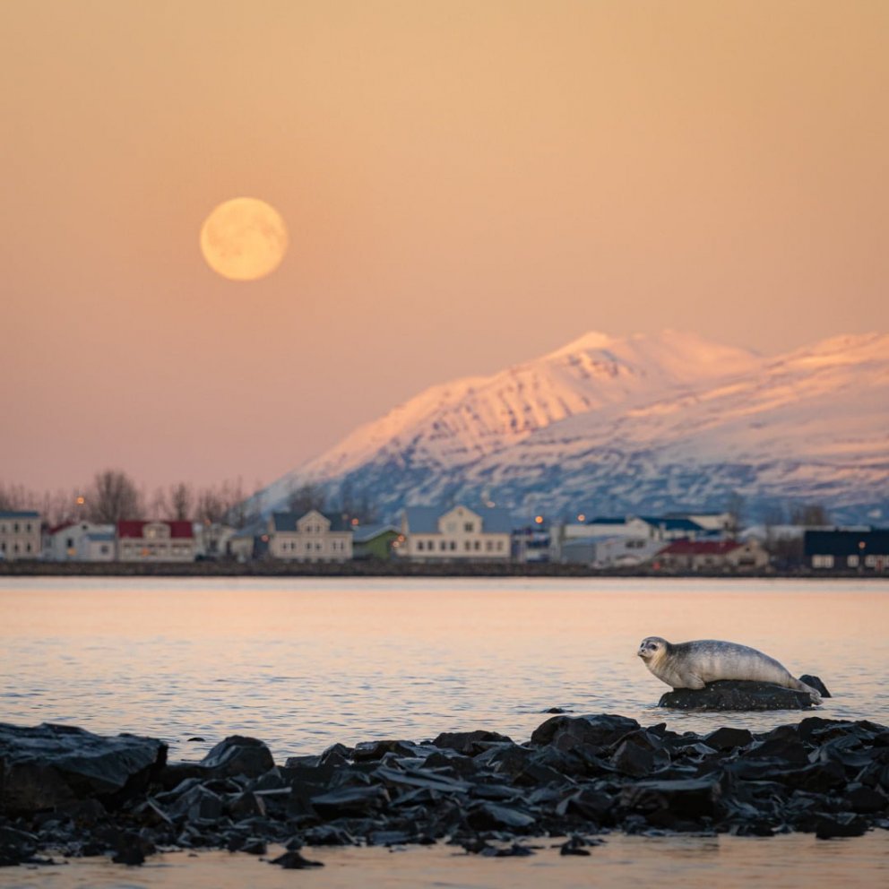 Photo Sindri Swan Photography