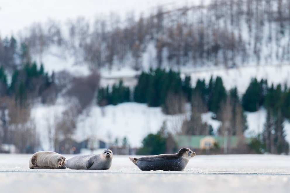 Photo Sindri Swan Photography