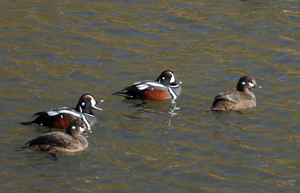 Photo Maria Tryggvadottir