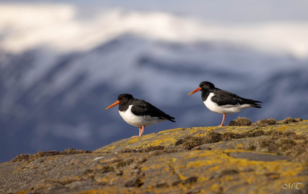 Photo: María H. Tryggvadóttir