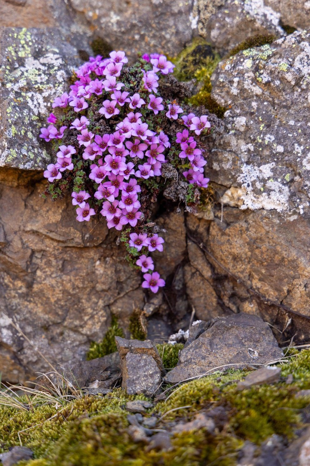 Photo: María H. Tryggvadóttir