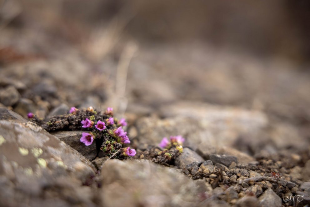 Photo: María Tryggvadóttir