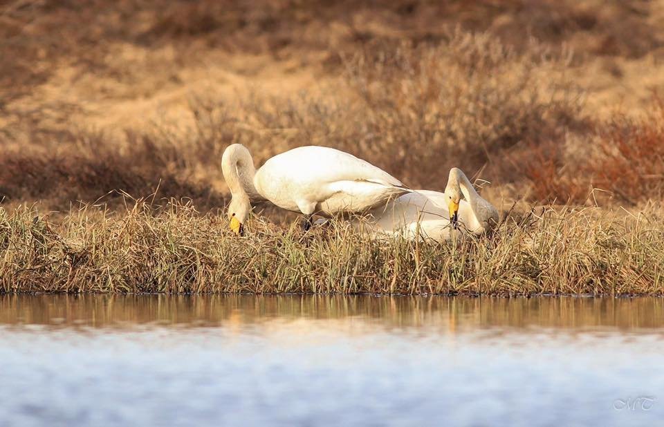 Photo: María H. Tryggvadóttir